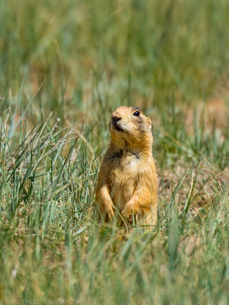 prairie dog, tinguely gaetan, tinguely-g.com, usa, photographie genève, tinguely, brice canyon